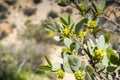 Close up of flowering Jojoba Simmondsia chinensis branch, Joshua Tree National Park, California