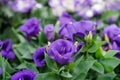 Close-Up of flowering Lisianthus or Eustoma plants in garden Royalty Free Stock Photo