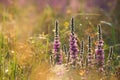 Loosestrife - Lythrum salicaria at sunrise Royalty Free Stock Photo