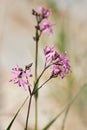 Close-up of flowering Lychnis flos-cuculi or Ragged robin. Royalty Free Stock Photo