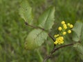 Close up flowering Mahonia aquifolium, Oregon grape. Yellow branch of blossoming Mahonia bud flower with green spiky