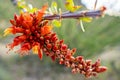 Close up of flowering Ocotillo cactus plant in the Arizona Sonoran desert during spring Royalty Free Stock Photo