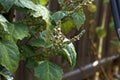 Close up of flowering patchouli plant