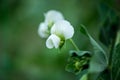 Close-up of a flowering pea plant in a country garden Royalty Free Stock Photo