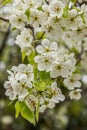 Close up of a flowering pear Pyrus calleryana.