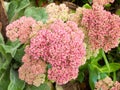 Close up of flowering pink shrub many small flowers