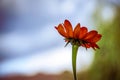 Close-up of flowering plant against the sky Royalty Free Stock Photo