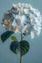 Close up of a flowering plant with electric blue petals on blue background Royalty Free Stock Photo