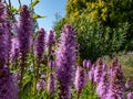 Marsh blazingstar (Liatris sp.) with green summer garden background Royalty Free Stock Photo