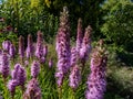 Close-up of the Marsh blazingstar (Liatris sp.) with green summer garden background Royalty Free Stock Photo