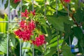 Close up of a flowering plant with tiny red color flowers bunches