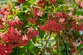 Close up of a flowering plant with tiny red color flowers bunches