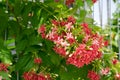 Close up of a flowering plant with tiny red color flowers bunches