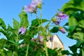 flowering potatoes