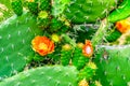 Close up of a flowering Prickly Pear Cactus in the Little Karoo Region of the Western Cape Province