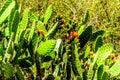 Close up of a flowering Prickly Pear Cactus in the Little Karoo Region of the Western Cape Province