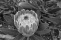 Close-up of a flowering Protea. Black and white photo. Royalty Free Stock Photo