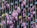 Close-up flowering Purple Wisteria, Chinese or Japanese Wisteria on decorative metal wall in Public landscape city park