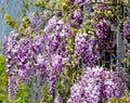Close-up flowering Purple Wisteria, Chinese or Japanese Wisteria on decorative metal wall in Public landscape city park