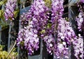 Close-up flowering Purple Wisteria, Chinese or Japanese Wisteria on decorative metal wall in Public landscape city park