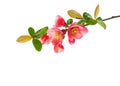 Close up of a Flowering Quince Chaenomeles isolated on white background Royalty Free Stock Photo