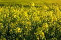 Close up flowering rapeseed canola or colza in latin Brassica Napus, plant for green energy and oil industry, rape seed Royalty Free Stock Photo