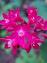 Close up of Flowering Red Currant 2 Royalty Free Stock Photo