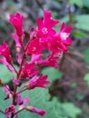 Close up of Flowering Red Currant Royalty Free Stock Photo