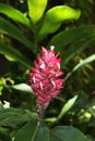 Close Up of a Flowering Ginger Plant with a Red Flower Royalty Free Stock Photo