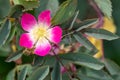 Close up of flowering Rosa glauca