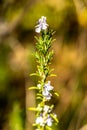 close up of flowering rosmarin, france