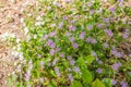 Close up of flowering Siberian springbeauty, Claytonia sibirica,