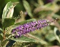 Close-up of flowering stem of Veronica shrub