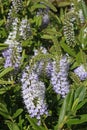 Close-up of flowering stem of Veronica shrub