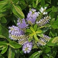 Close-up of flowering stem of Veronica shrub