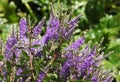 Close-up of flowering stem of Veronica shrub