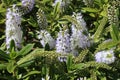 Close-up of flowering stem of Veronica shrub