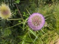 Close-up of a flowering teasel