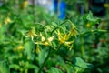 Close up of flowering tomato bushes. Selective focus. Growing tomatoes in the garden. Green bushes of tomatoes during Royalty Free Stock Photo