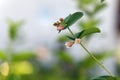 Close up of flowering twig of a snowberry bush Royalty Free Stock Photo