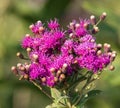 Close up of a flowering Western Ironweed plant in mid Summer Royalty Free Stock Photo