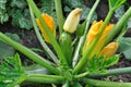 Close-up of flowering zucchini Royalty Free Stock Photo