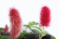 Close-up of Flowers, Acalypha Hispida with green leafs on selected focus.