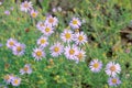 Aster tataricus