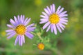 Aster tataricus