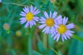 Aster tataricus