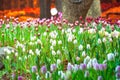 Close up flowers background.Amazing view of colorful pink tulip flowering in the garden and green grass landscape at sunny summer Royalty Free Stock Photo