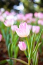 Close up flowers background.Amazing view of colorful pink tulip flowering in the garden and green grass landscape at sunny summer Royalty Free Stock Photo