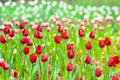 Close up flowers background.Amazing view of colorful pink tulip flowering in the garden and green grass landscape at sunny summer Royalty Free Stock Photo
