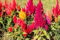 Close up flowers background. Amazing view of colorful red tulips Royalty Free Stock Photo